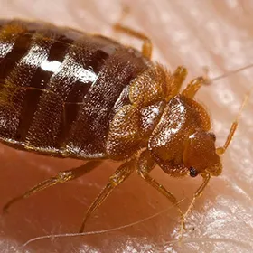 Truly Nolen Pest & Termite Control Picture 5