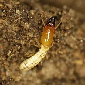 Truly Nolen Pest & Termite Control Picture 3