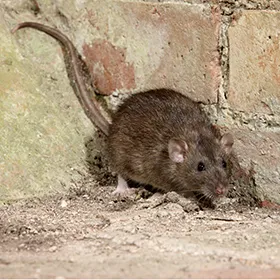Truly Nolen Pest & Termite Control Picture 4