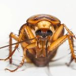 Four Seasons Exterminating