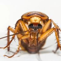 Four Seasons Exterminating ico