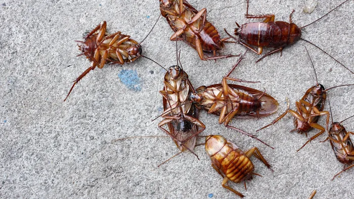 SureShot Pest Control Picture 5