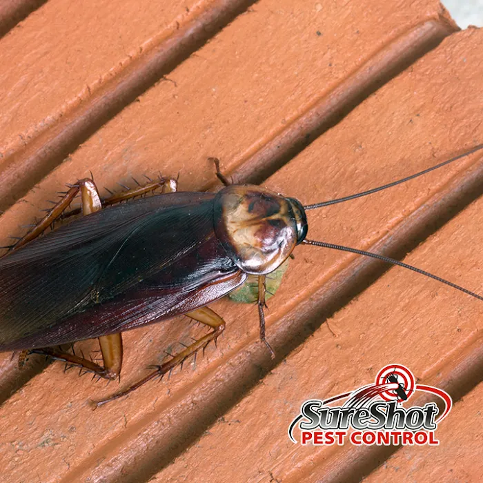 SureShot Pest Control Picture 3