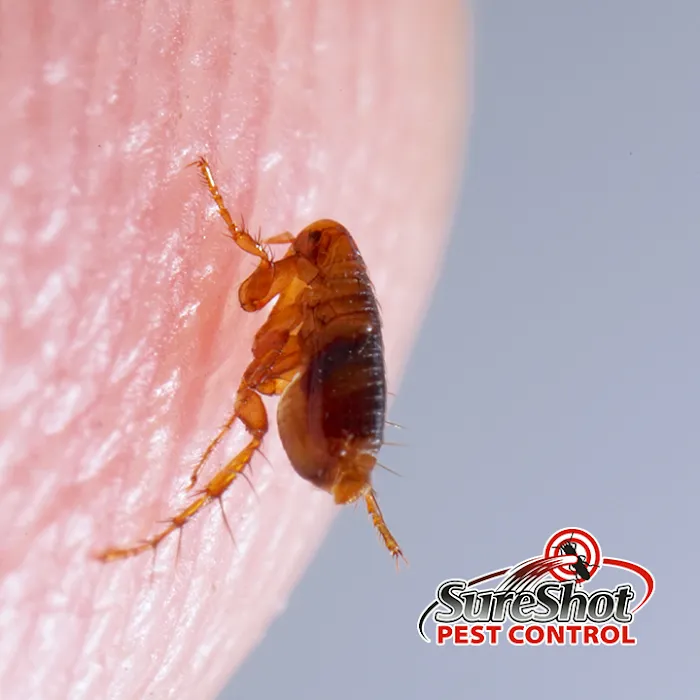 SureShot Pest Control Picture 9