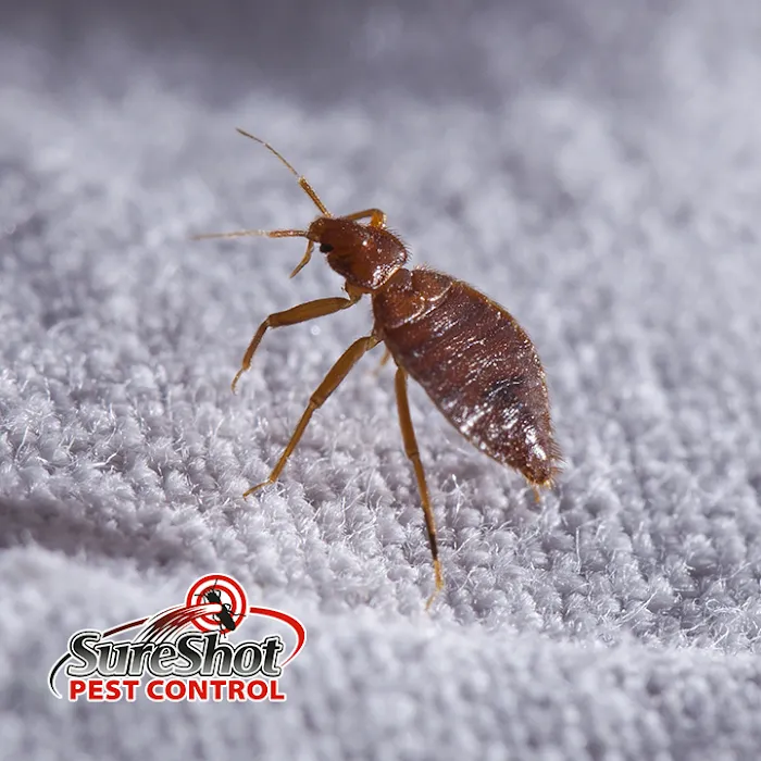 SureShot Pest Control Picture 8