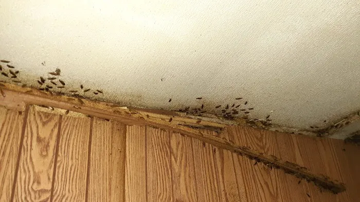 West Michigan Pest Control Picture 1