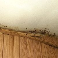 West Michigan Pest Control ico