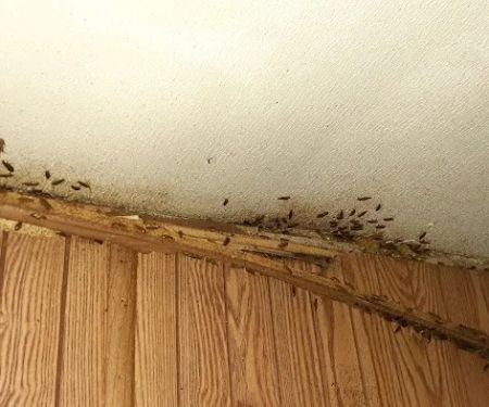 West Michigan Pest Control