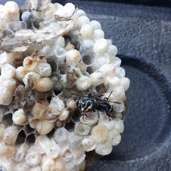 West Michigan Pest Control Picture 6