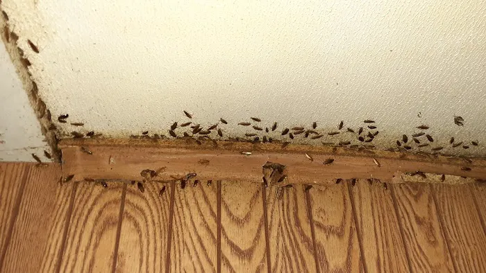 West Michigan Pest Control Picture 9