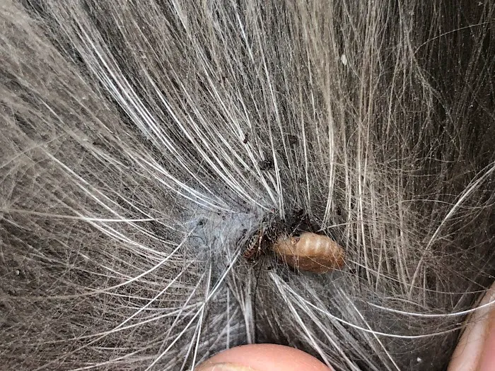 Pest Professor, LLC Picture 6