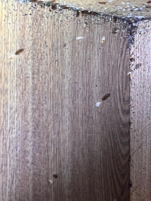 A1-Termite & Pest Control Picture 9