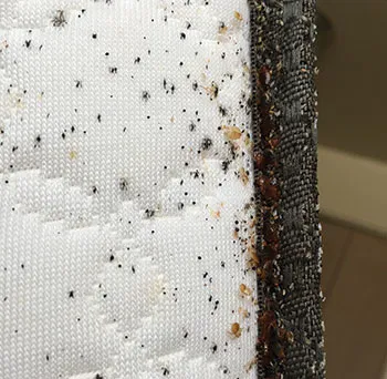 A1-Termite & Pest Control Picture 1