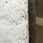 A1-Termite & Pest Control
