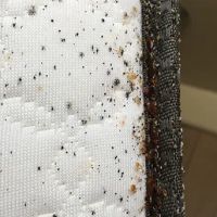 A1-Termite & Pest Control ico