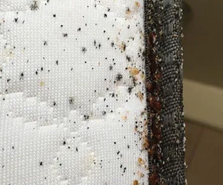 A1-Termite & Pest Control