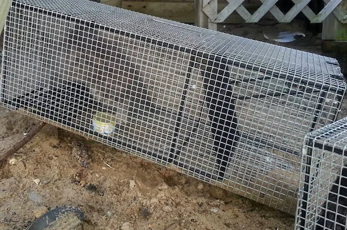 Peoria Wildlife Control Picture 2