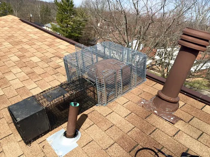 Peoria Wildlife Control Picture 10