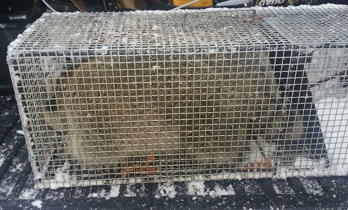 Peoria Wildlife Control Picture 4