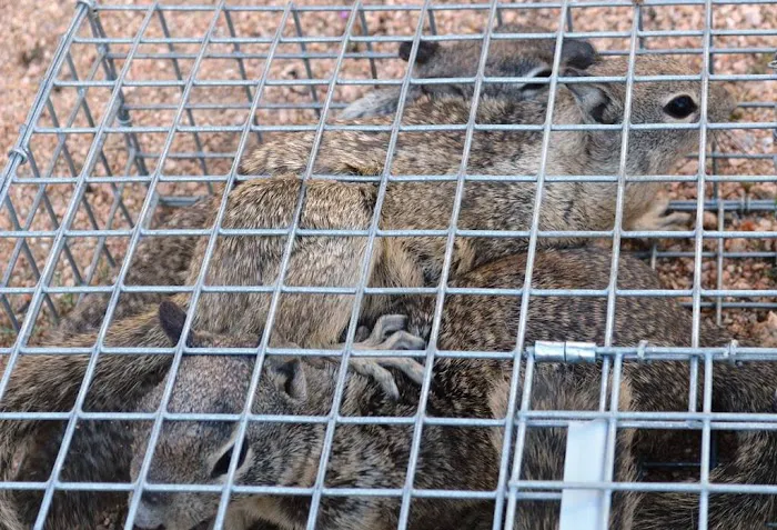 Peoria Wildlife Control Picture 6