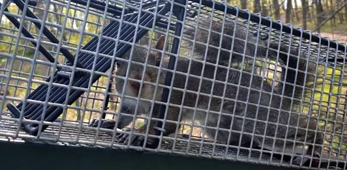 Peoria Wildlife Control Picture 9