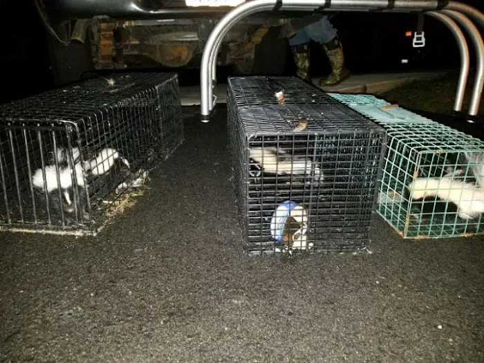 Peoria Wildlife Control Picture 7