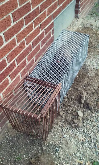 Peoria Wildlife Control Picture 5