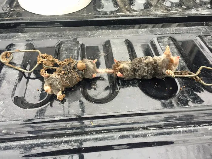 Peoria Wildlife Control Picture 3