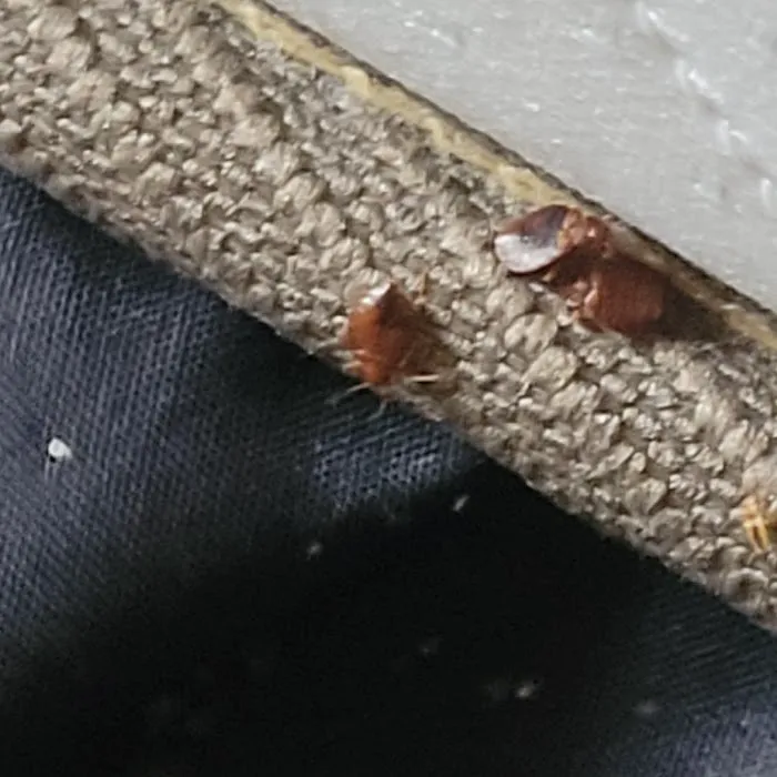 A-1 Bed Bug Heat Remediation Picture 3