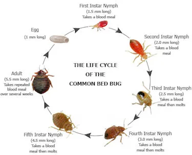 A-1 Bed Bug Heat Remediation Picture 4