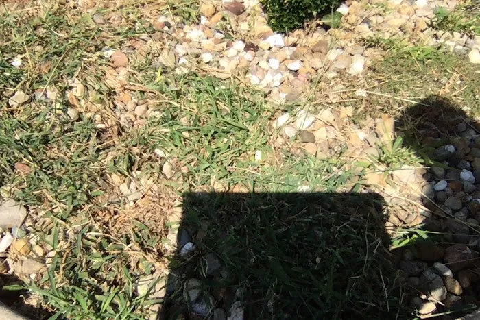 Lawn Doctor of Greater Springfield Picture 8