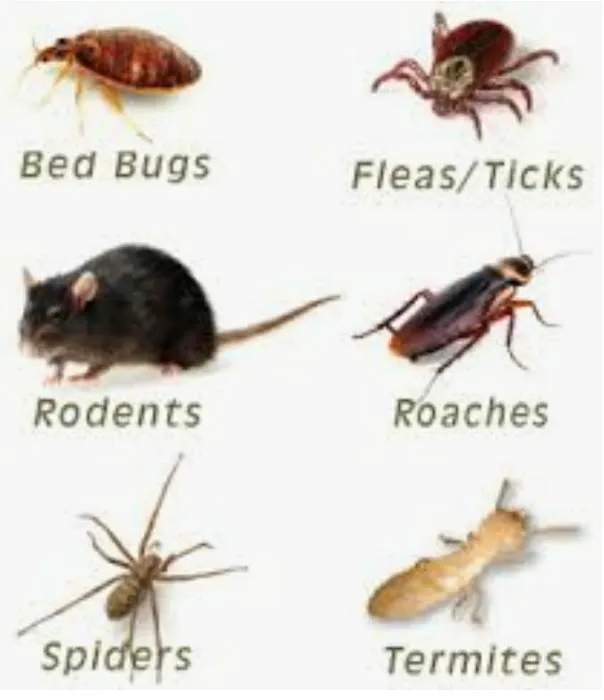 Newberrys Termite & Pest Control Picture 1