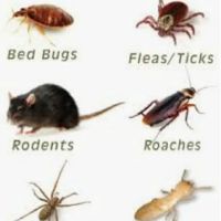 Newberrys Termite & Pest Control ico