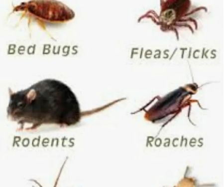 Newberrys Termite & Pest Control