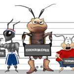 B & B Pest Control