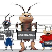 B & B Pest Control ico