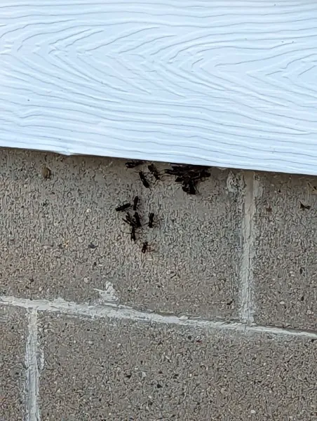 Rid-All Pest Control Co Inc Picture 1