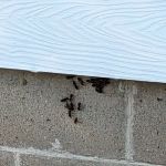 Rid-All Pest Control Co Inc