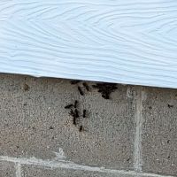 Rid-All Pest Control Co Inc ico