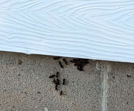 Rid-All Pest Control Co Inc