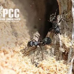 Pest Control Consultants Picture 7