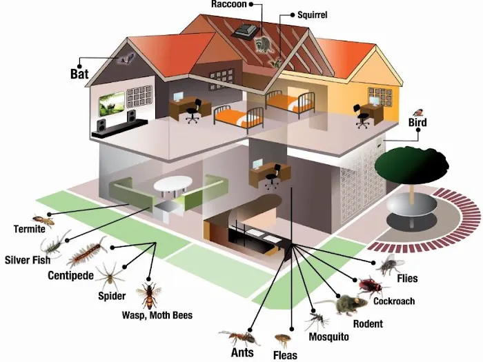 Pest Control Consultants Picture 10