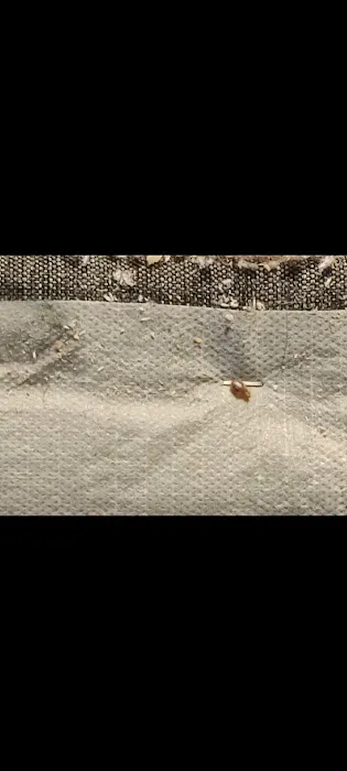 Gauntlet Pest Control Picture 5