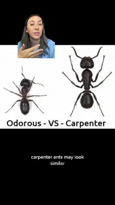 Gauntlet Pest Control Picture 4