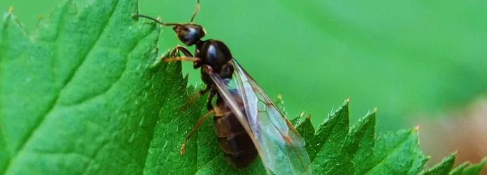 Midwest Exterminating Picture 5