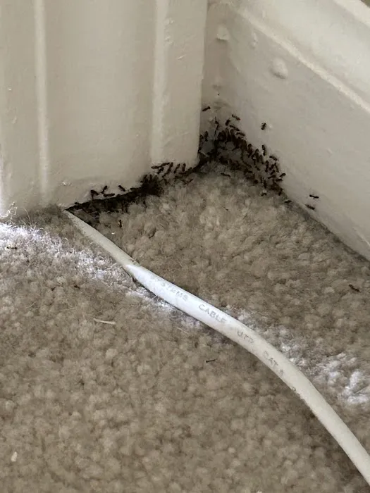 Pointe Pest Control Picture 6