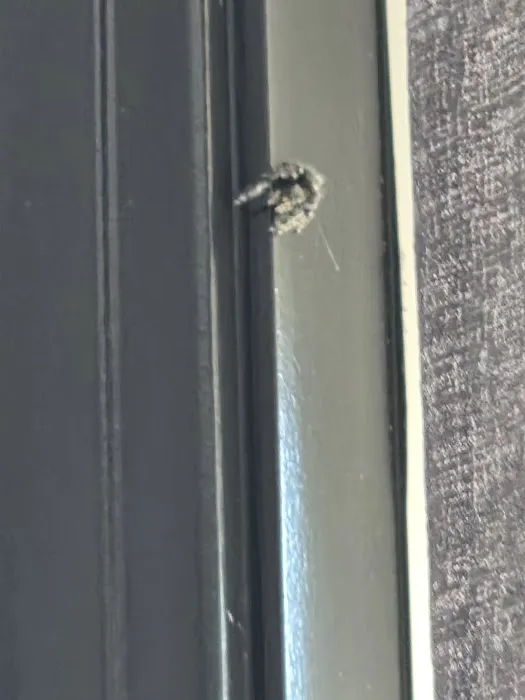 Pointe Pest Control Picture 7