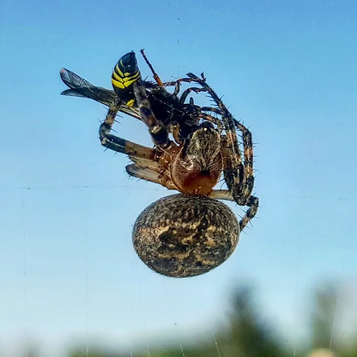 Enviro-Pro Professional Pest Management, Inc Picture 1