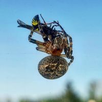 Enviro-Pro Professional Pest Management, Inc ico