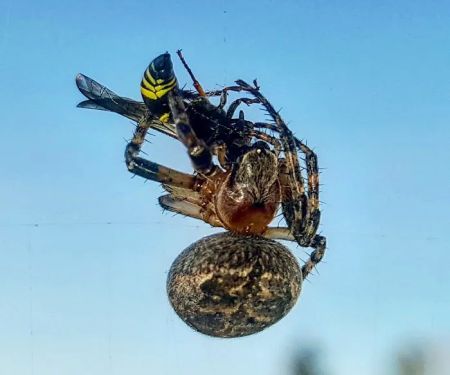 Enviro-Pro Professional Pest Management, Inc